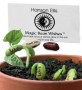 Magic Wedding Bean Wishes